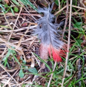 Platycercus elegans at Bungendore, NSW - 11 Aug 2022