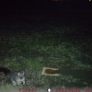 Trichosurus vulpecula at Acton, ACT - 9 Aug 2022 12:54 AM