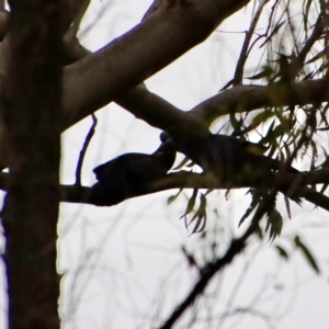 Calyptorhynchus lathami lathami at Moruya, NSW - 11 Aug 2022