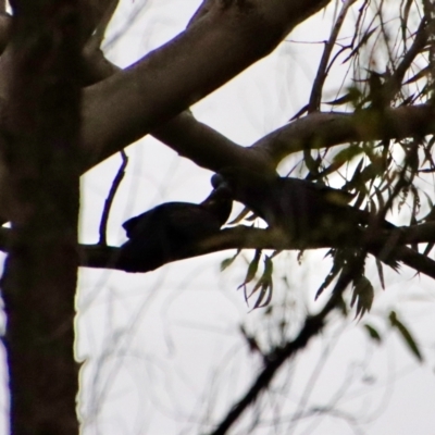 Calyptorhynchus lathami lathami (Glossy Black-Cockatoo) at Broulee Moruya Nature Observation Area - 11 Aug 2022 by LisaH