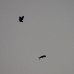 Calyptorhynchus lathami lathami at Moruya, NSW - 11 Aug 2022