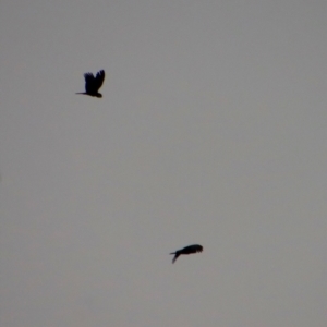 Calyptorhynchus lathami lathami at Moruya, NSW - 11 Aug 2022