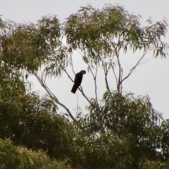 Calyptorhynchus lathami lathami at Moruya, NSW - 11 Aug 2022