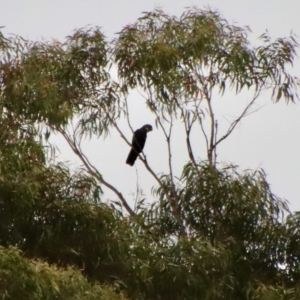 Calyptorhynchus lathami at Moruya, NSW - 11 Aug 2022