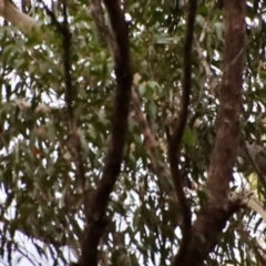 Calyptorhynchus lathami lathami (Glossy Black-Cockatoo) at Broulee Moruya Nature Observation Area - 11 Aug 2022 by LisaH