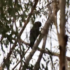 Calyptorhynchus lathami lathami at Moruya, NSW - 11 Aug 2022