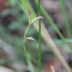 Acianthus fornicatus (Pixie-caps) at Broulee Moruya Nature Observation Area - 11 Aug 2022 by LisaH