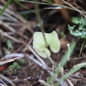 Acianthus fornicatus at Moruya, NSW - suppressed