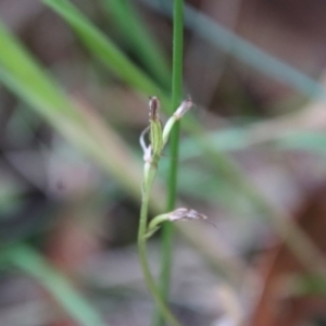 Acianthus fornicatus at Moruya, NSW - suppressed