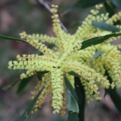 Acacia longifolia subsp. longifolia (Sydney Golden Wattle) at Broulee Moruya Nature Observation Area - 11 Aug 2022 by LisaH