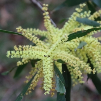 Acacia longifolia subsp. longifolia (Sydney Golden Wattle) at Moruya, NSW - 11 Aug 2022 by LisaH