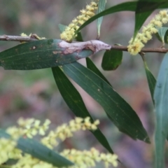 Acacia longifolia subsp. longifolia at Moruya, NSW - 11 Aug 2022