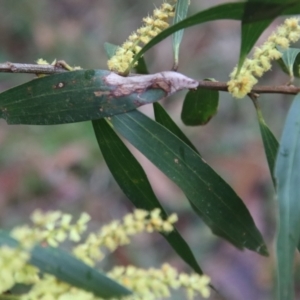 Acacia longifolia subsp. longifolia at Moruya, NSW - 11 Aug 2022