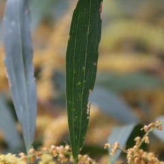 Acacia longifolia subsp. longifolia at Moruya, NSW - suppressed