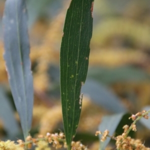 Acacia longifolia subsp. longifolia at Moruya, NSW - suppressed