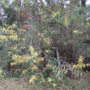 Acacia longifolia subsp. longifolia at Moruya, NSW - 11 Aug 2022