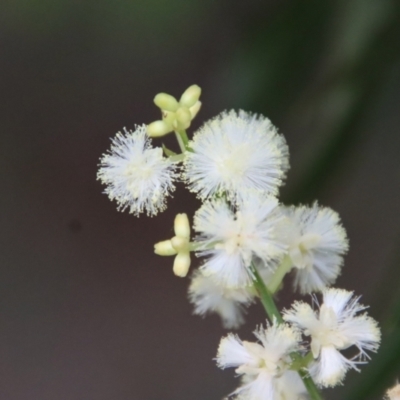 Acacia myrtifolia (Myrtle Wattle) at Moruya, NSW - 11 Aug 2022 by LisaH