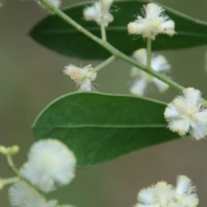 Acacia myrtifolia at Moruya, NSW - suppressed