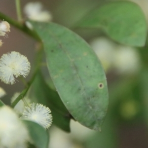 Acacia myrtifolia at Moruya, NSW - suppressed