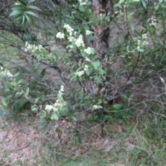 Acacia myrtifolia at Moruya, NSW - suppressed