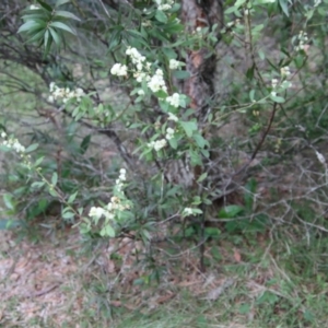 Acacia myrtifolia at Moruya, NSW - suppressed