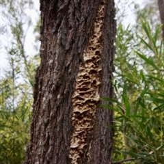 Unidentified Fungus (TBC) at Moruya, NSW - 11 Aug 2022 by LisaH