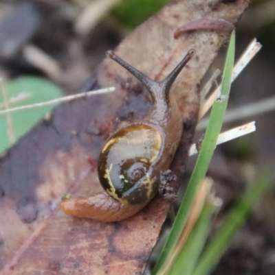 Helicarion cuvieri (A Semi-slug) at Broulee Moruya Nature Observation Area - 11 Aug 2022 by LisaH