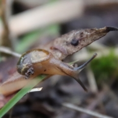 Helicarion cuvieri at Moruya, NSW - suppressed