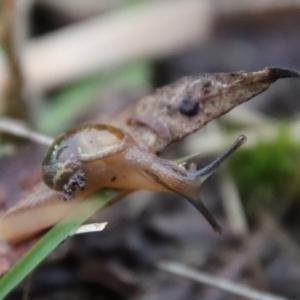 Helicarion cuvieri at Moruya, NSW - suppressed