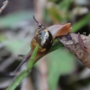 Helicarion cuvieri at Moruya, NSW - suppressed