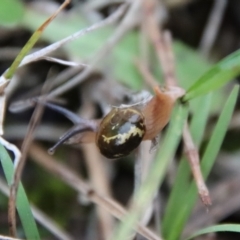 Helicarion cuvieri at Moruya, NSW - suppressed