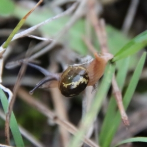 Helicarion cuvieri at Moruya, NSW - suppressed