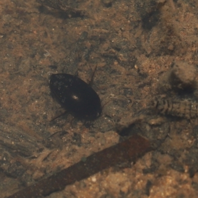 Corixidae (family) (Water Boatman) at Tidbinbilla Nature Reserve - 10 Aug 2022 by TimL