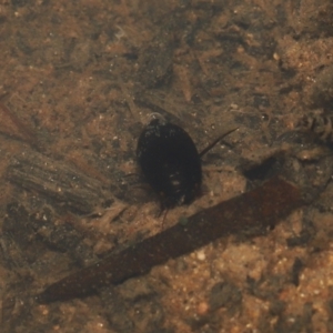 Corixidae (family) at Paddys River, ACT - 10 Aug 2022 10:49 AM