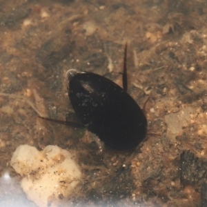 Corixidae (family) at Paddys River, ACT - 10 Aug 2022 10:49 AM