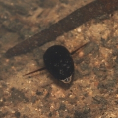 Corixidae (family) at Paddys River, ACT - 10 Aug 2022