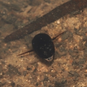 Corixidae (family) at Paddys River, ACT - 10 Aug 2022 10:49 AM