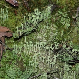 Cladonia sp. (genus) at Paddys River, ACT - 10 Aug 2022