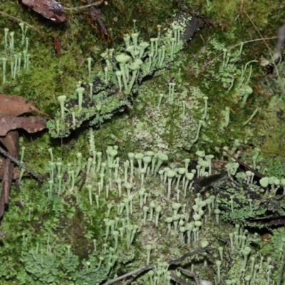 Cladonia sp. (genus) (Cup Lichen) at Paddys River, ACT - 10 Aug 2022 by TimL