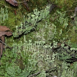 Cladonia sp. (TBC) at suppressed by TimL