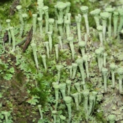 Cladonia sp. (genus) at Paddys River, ACT - 10 Aug 2022