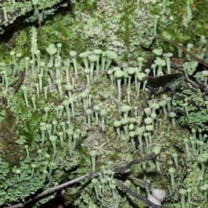 Cladonia sp. (genus) at Paddys River, ACT - 10 Aug 2022
