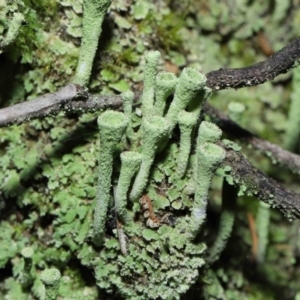 Cladonia sp. (genus) at Paddys River, ACT - 10 Aug 2022