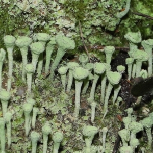 Cladonia sp. (genus) at Paddys River, ACT - 10 Aug 2022