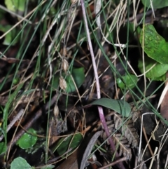 Acianthus exsertus (Large Mosquito Orchid) at Paddys River, ACT - 10 Aug 2022 by TimL