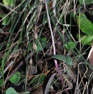 Acianthus exsertus at Paddys River, ACT - suppressed