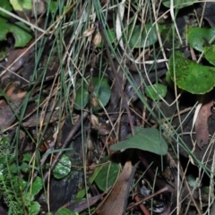 Acianthus exsertus at Paddys River, ACT - suppressed