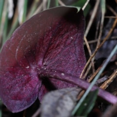 Acianthus exsertus at Paddys River, ACT - suppressed