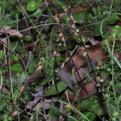 Acianthus exsertus at Paddys River, ACT - suppressed