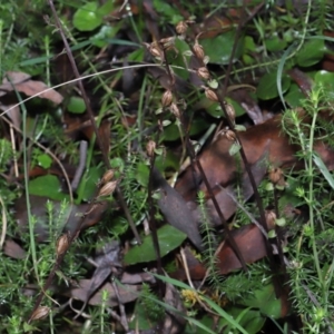 Acianthus exsertus at Paddys River, ACT - 10 Aug 2022